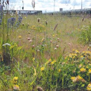 BFS12(F) 100% wildflower seed mix packaging for green roof planting