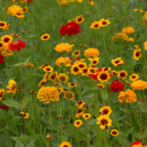UM5 Golden Summer annual wildflower mix in bloom, with gold, yellow and orange flowers.