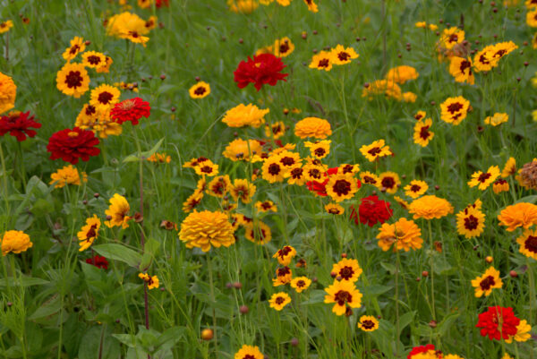 UM5 - Golden Summer Annual Wildflower Mix