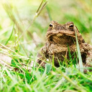 Green Herpetosure toad fencing panel fitted along a roadside verge