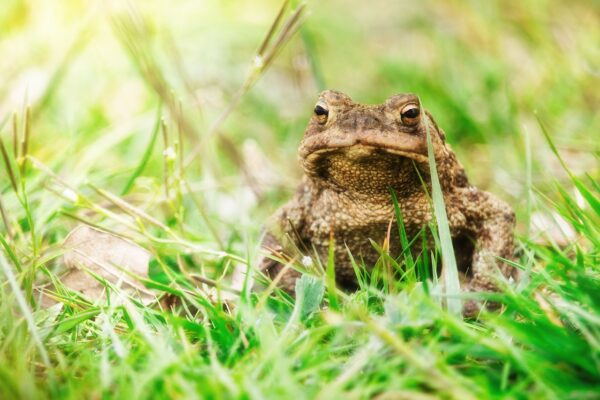 Toad Fencing