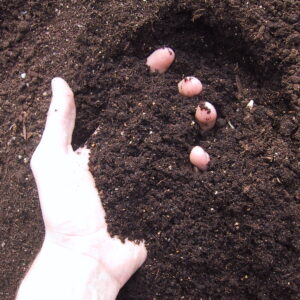 Phoenix Amenity topsoil for landscaping and construction projects