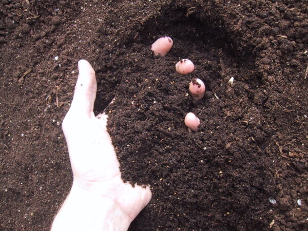 Soils and Sands