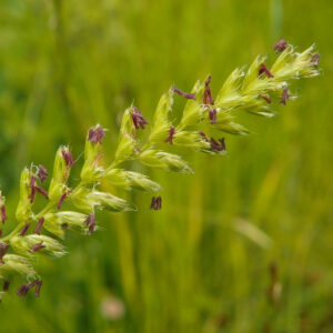 Clumps of ornamental grasses and sedges planted together in a landscape border