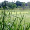 Bag of Phoenix Amenity Conservation Grassland and Golf Roughs Grass Seed Mix