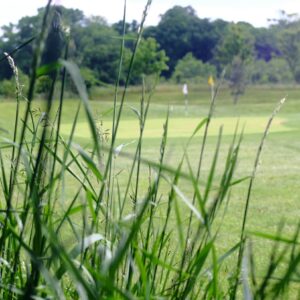 Bag of Phoenix Amenity Conservation Grassland and Golf Roughs Grass Seed Mix