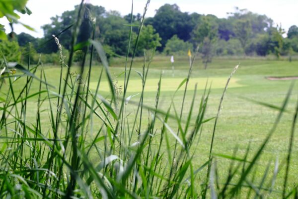 Conservation Grassland & Golf Roughs Grass Seed Mix