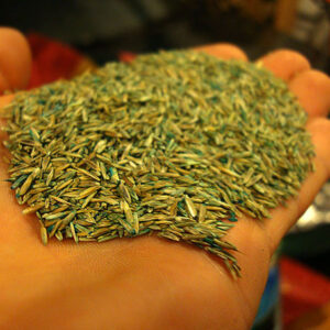 Grass and wildflower seed for a bespoke custom mix