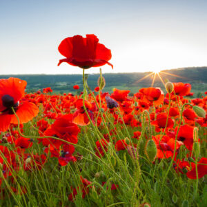 Bright red common poppies (Papaver rhoeas) flowering in a summer meadow