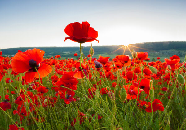 100% Common Poppy Seed - Papaver rhoeas