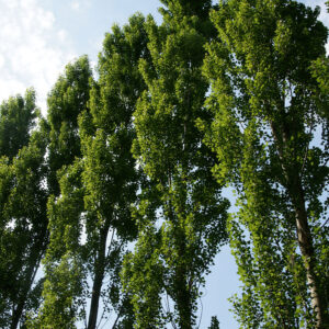 Native wildflower bulbs, trees and shrubs supplied by Phoenix Amenity Supplies
