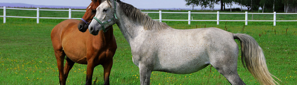 Paddock Horse grass