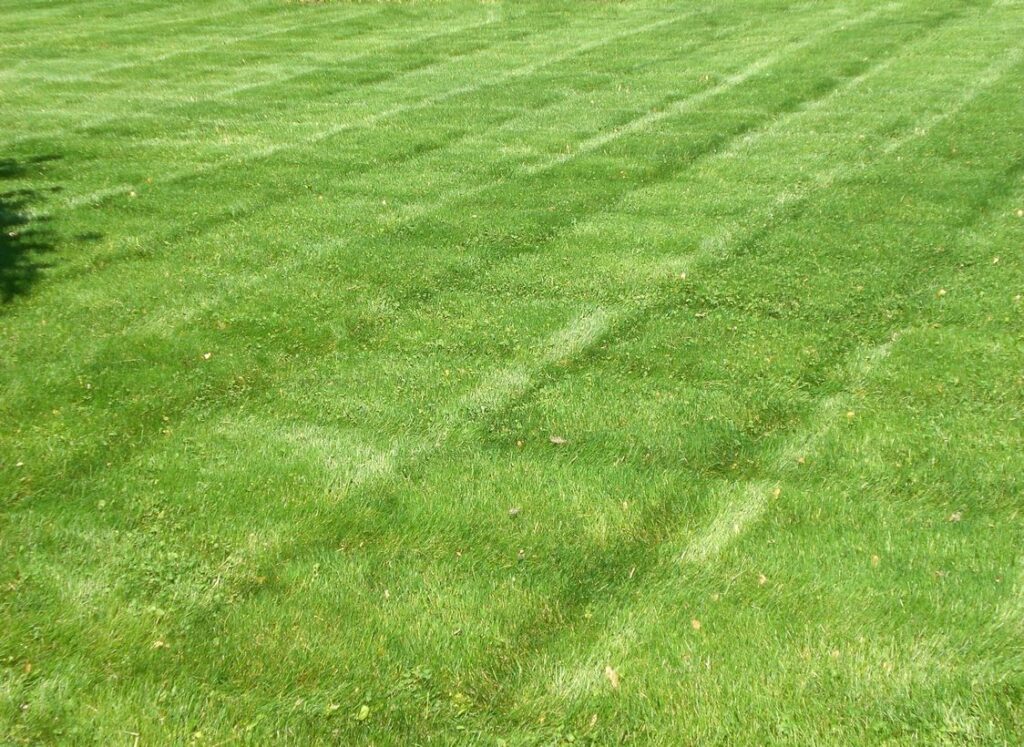 Late seeding of Lawns ready for Winter.