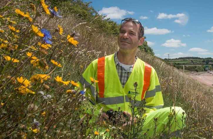 Wildflower planting on the verges