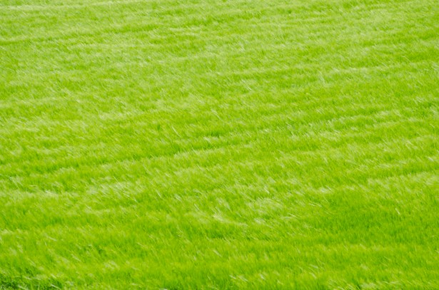 Spring grass seed lawn
