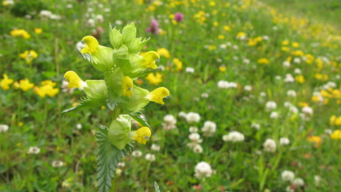 yellow rattle growing wild