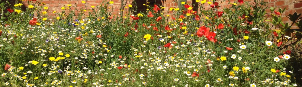 wildflowers