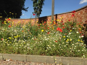 British Wildflowers in bloom pollination cycle