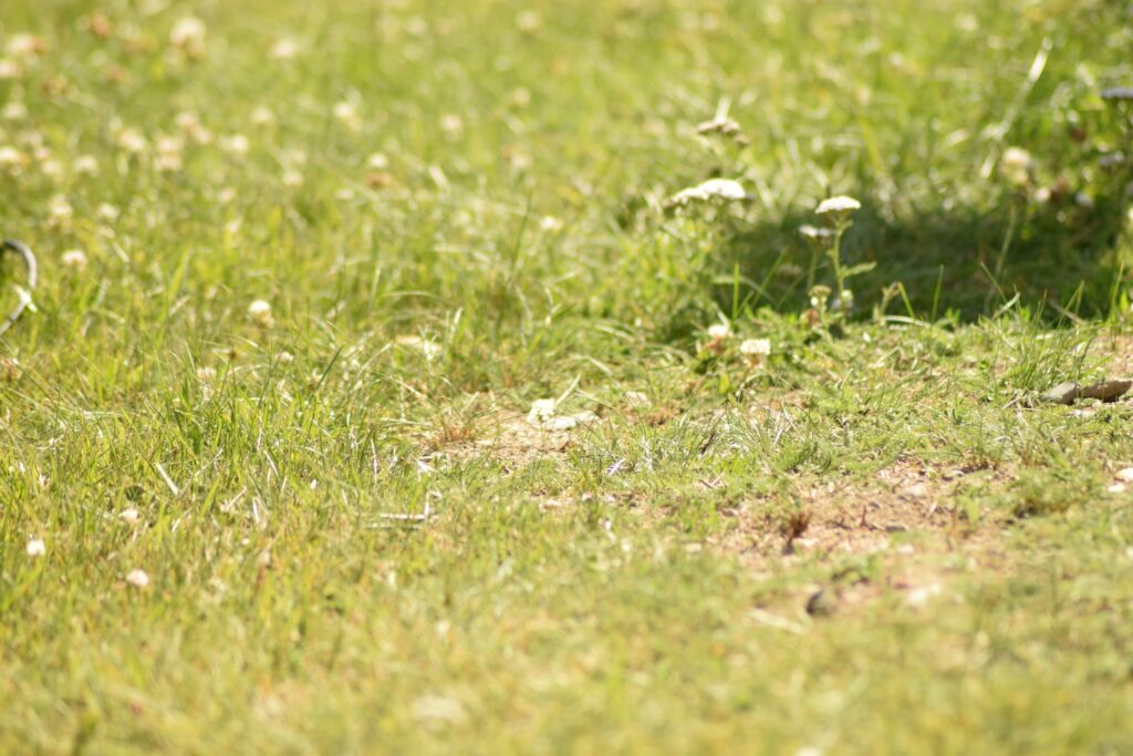 Summer grass growing