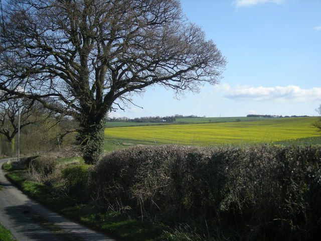 Hedgerow ecology UK flora