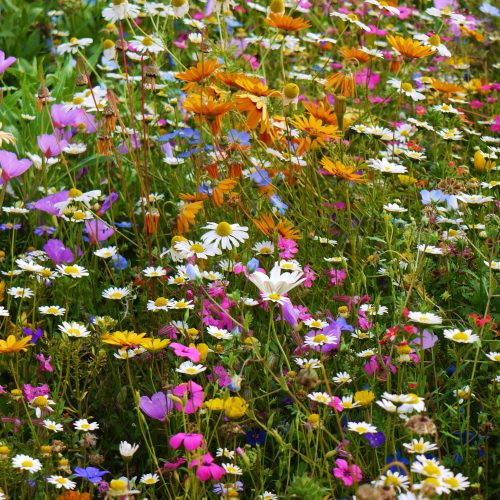Wildflower seed mixes from Phoenix Amenities