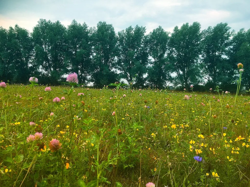 Weed and insect control with Phoenix Amenity Supplies