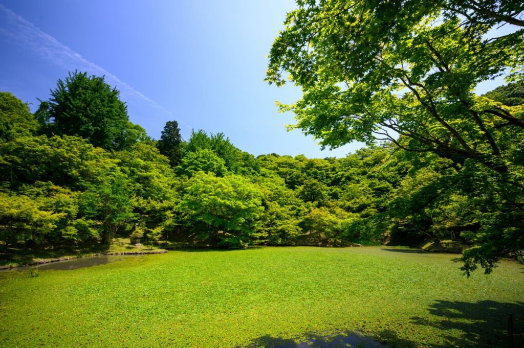 A wet green lawn late in the Spring