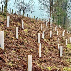 Rows of muted brown biodegradable tree and shrub shelters on a bracken-covered hillside rewilding scheme in Wales