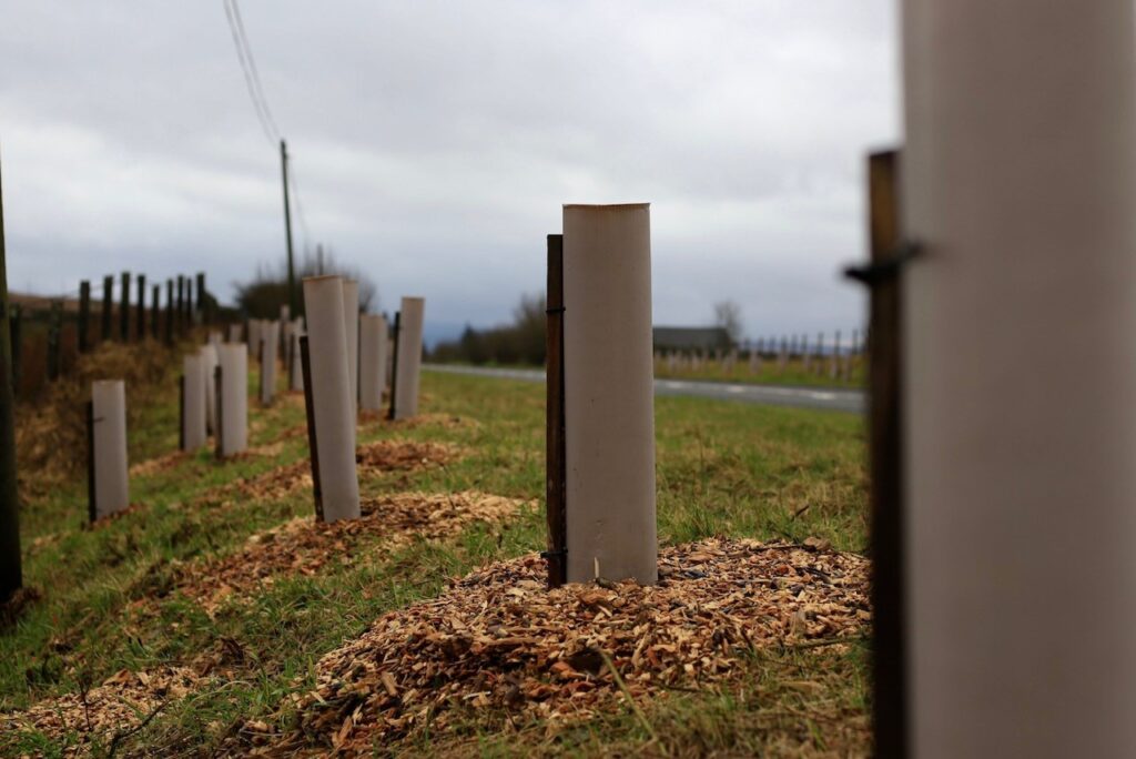 Muted brown biodegradable plant guards with woodchip mulch along a roadside hedgerow and woodland planting scheme