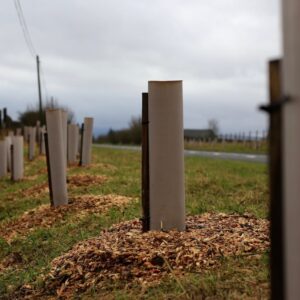 Muted brown biodegradable plant guards with woodchip mulch along a roadside hedgerow and woodland planting scheme