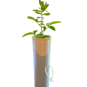 Muted brown biodegradable Vigilis Bio Tree Shelter with a young leafy sapling growing from the top and a cable tie on the tube