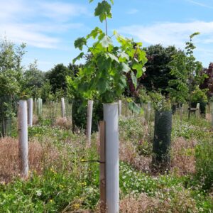 Vigilis Bio Tree Shelter protecting a vigorous young maple sapling in a wildflower meadow planting, with more shelters behind