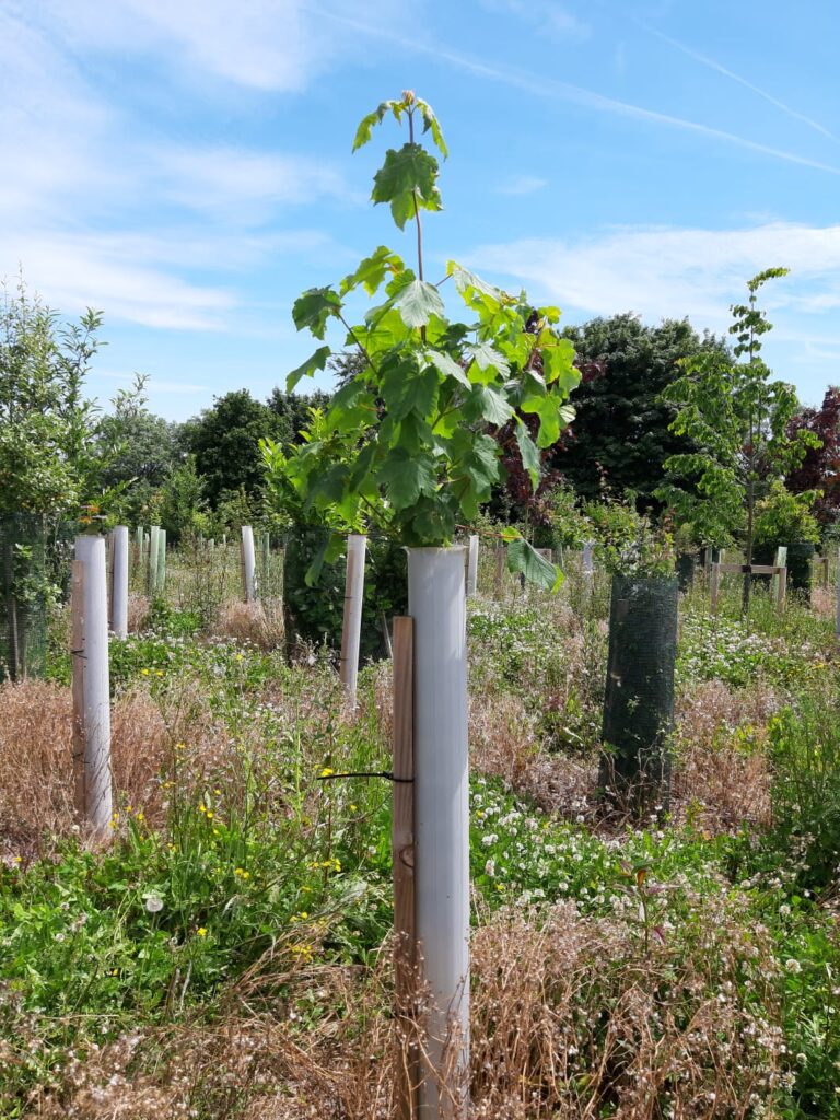 Vigilis Bio Tree Shelter protecting a vigorous young maple sapling in a wildflower meadow planting, with more shelters behind