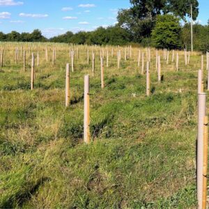 Rows of muted brown Vigilis Bio Tree Shelters on stakes across a grassy field woodland planting under a blue sky