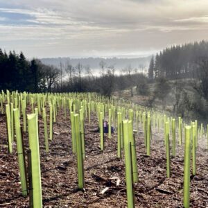 Rows of green Vigilis Standard Tree Shelters protecting saplings across a hillside woodland planting at Buckholt Wood