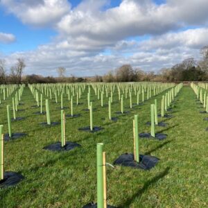 Neat rows of green Vigilis Standard Tree Shelters with mulch mats and stakes in a grassy field woodland planting