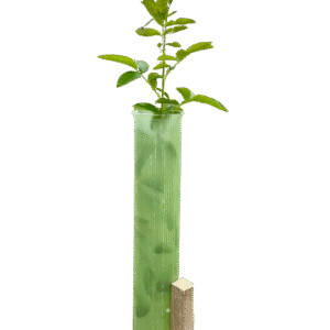 Green recyclable Vigilis Standard Tree Shelter with a young leafy sapling growing from the top, supported by a wooden stake