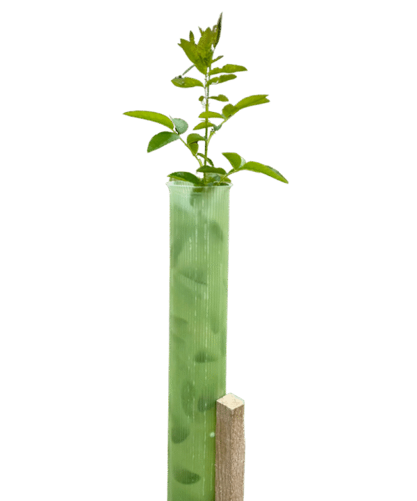 Vigilis Standard Tree Shelter