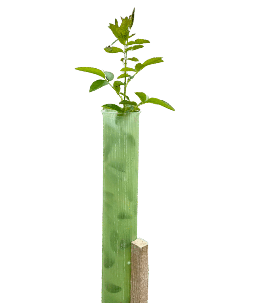 Green recyclable Vigilis Standard Tree Shelter with a young leafy sapling growing from the top, supported by a wooden stake