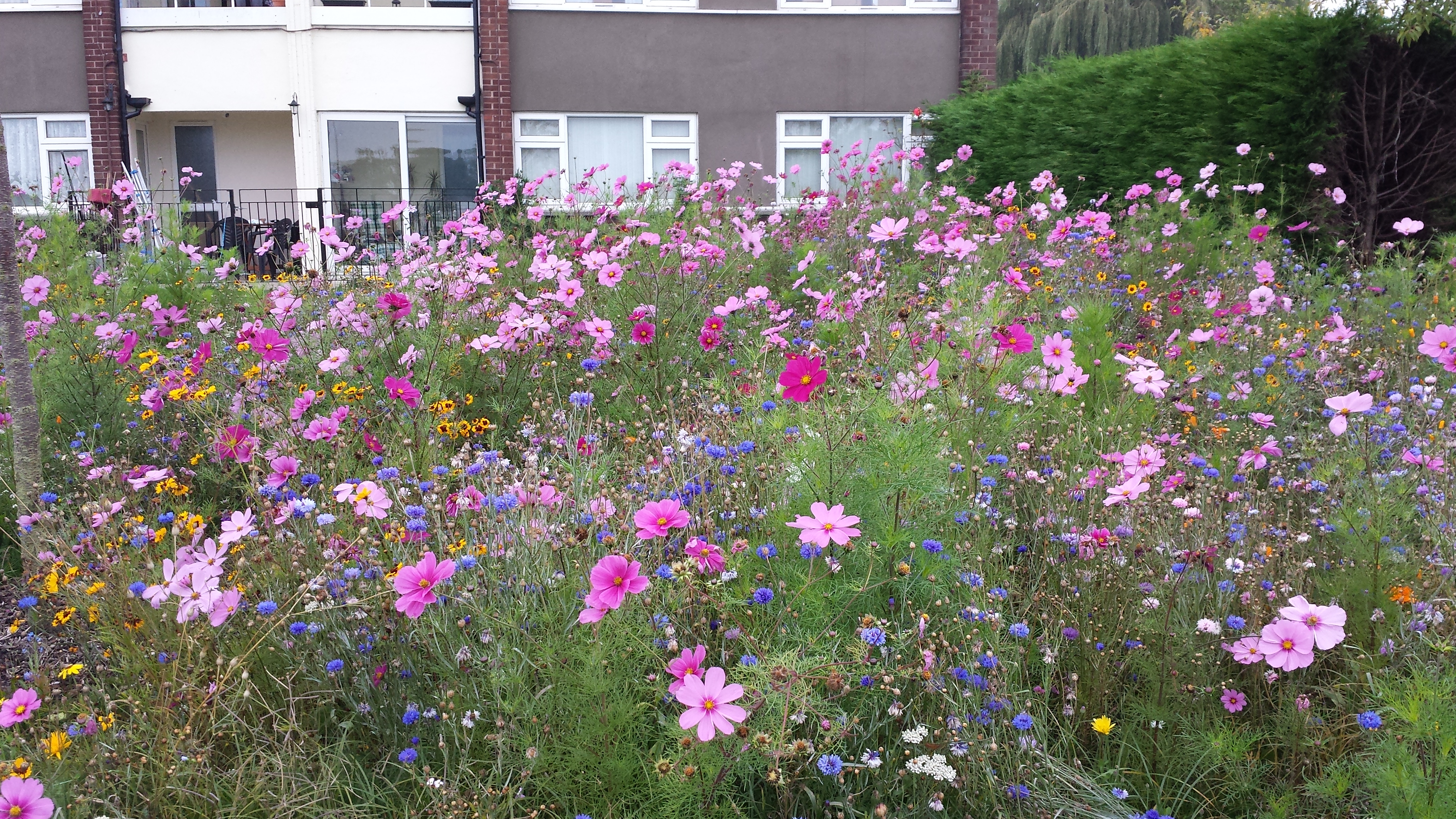 social housing and wildflowers 2b
