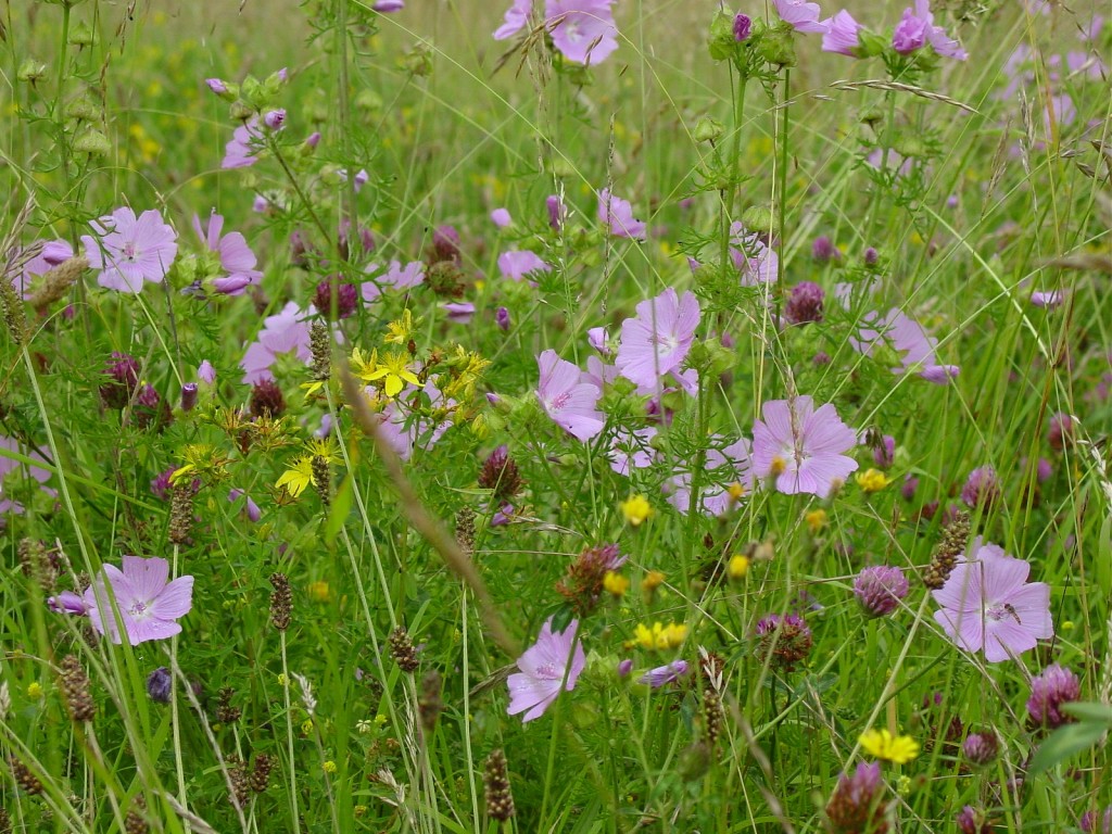 BFS1-Dry-Sandy-Soil-Wildflower-Seed-Mix