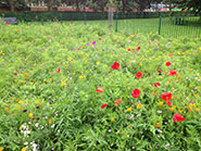 Bristol press release wildflowers