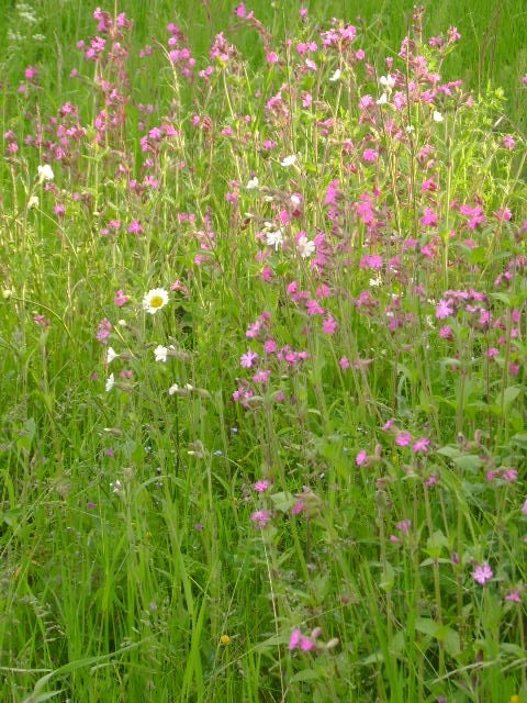station june 2013 wild CAMPION