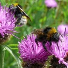 Wildlife wildflower seed mix