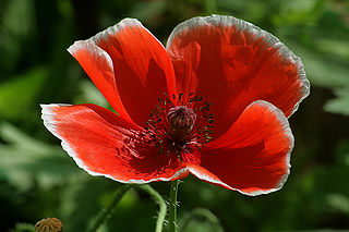 320px-Red_poppie