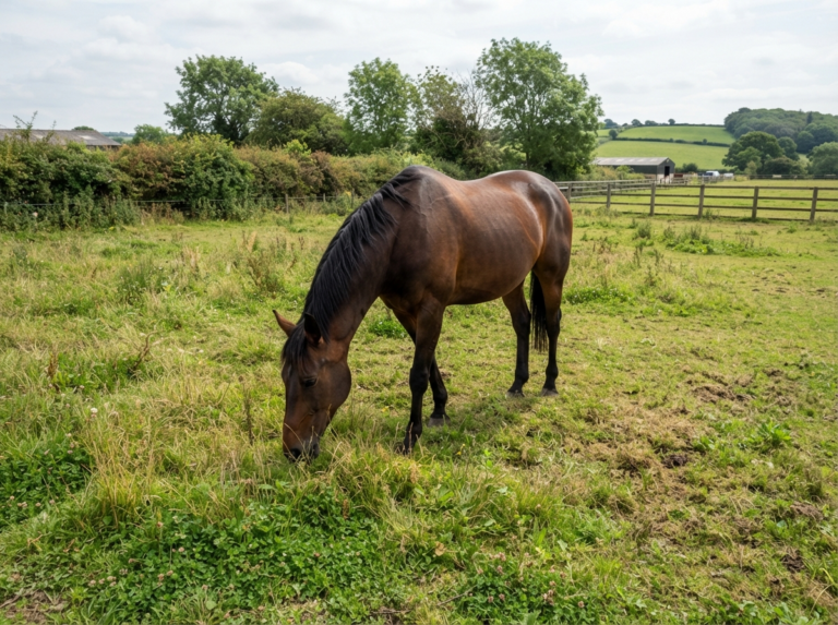 Photograph representing the Paddock and Pasture range