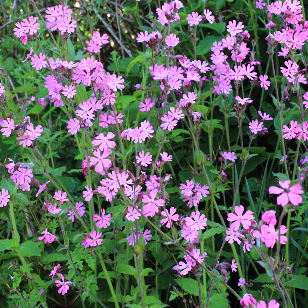 Red campion