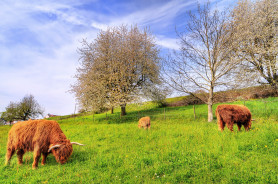 Grazing