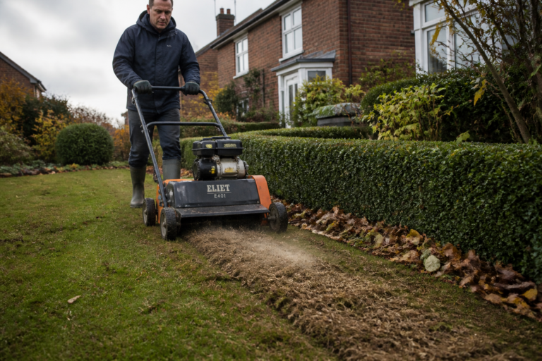 Autumn lawn renovation: the right sequence from scarification to feeding