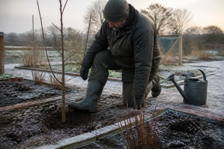 Re-firm frost-lifted plants and check your guards before deep cold sets in